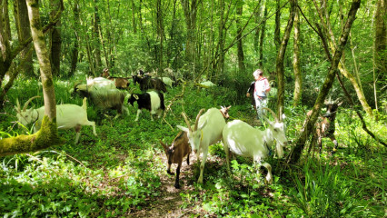 Balade avec les chèvres